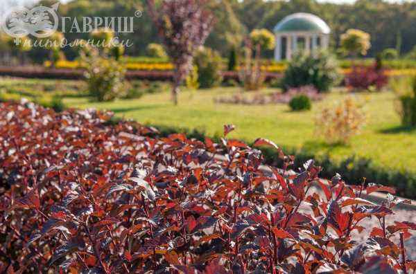 саженцы Пузыреплодник калинолистный Diabolo