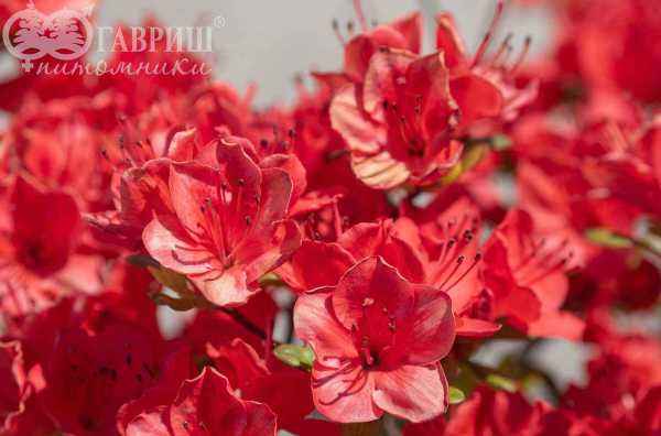 саженцы Азалия японcкая Fridoline