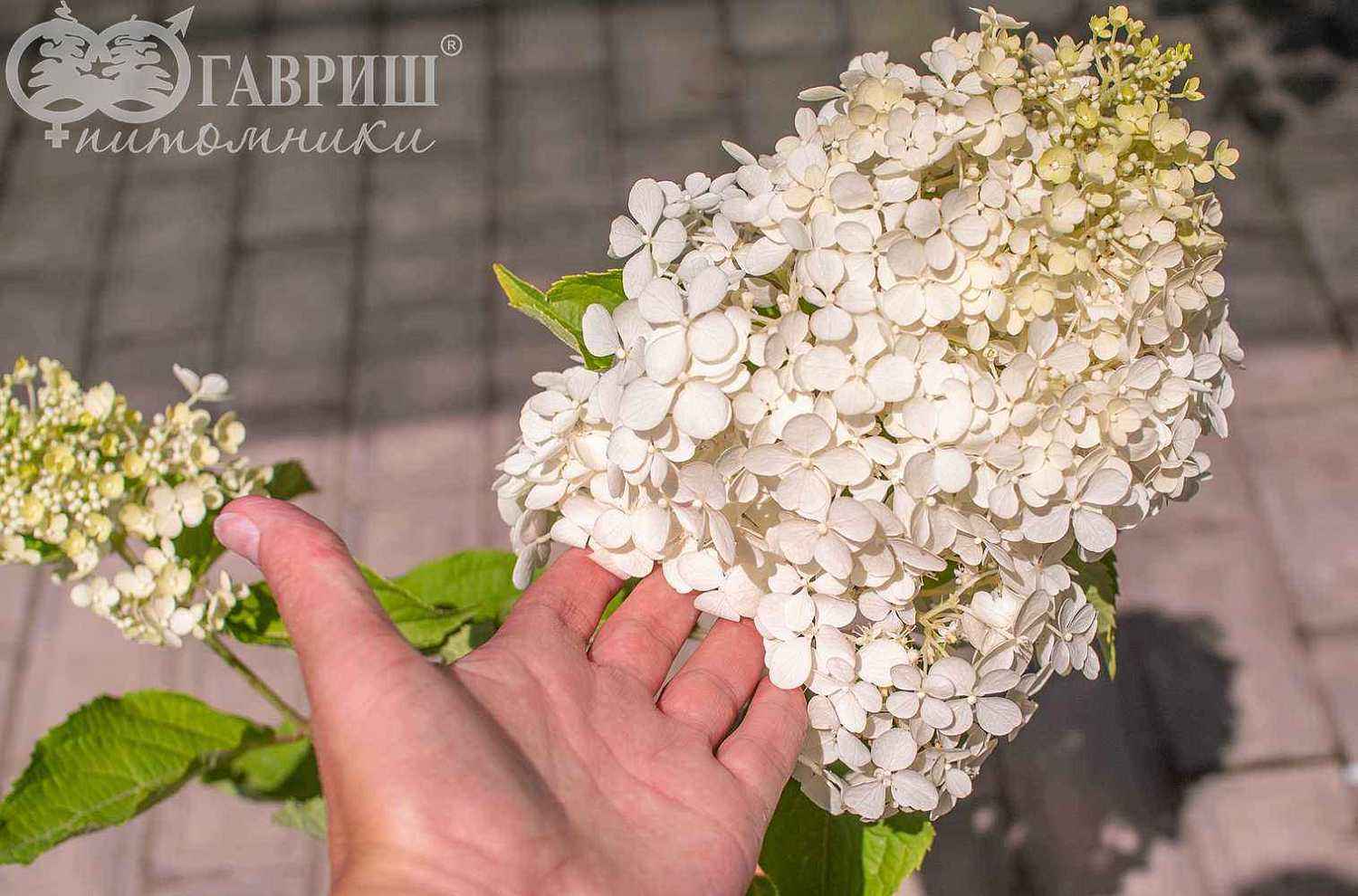 Гортензия метельчатая Unique