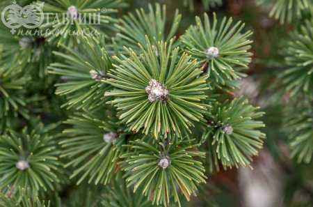 Купить сосна черная spielberg деревья и растения