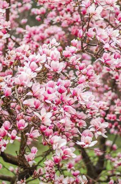 Саженцы магнолия heaven scent Саженцы магнолия heaven scent