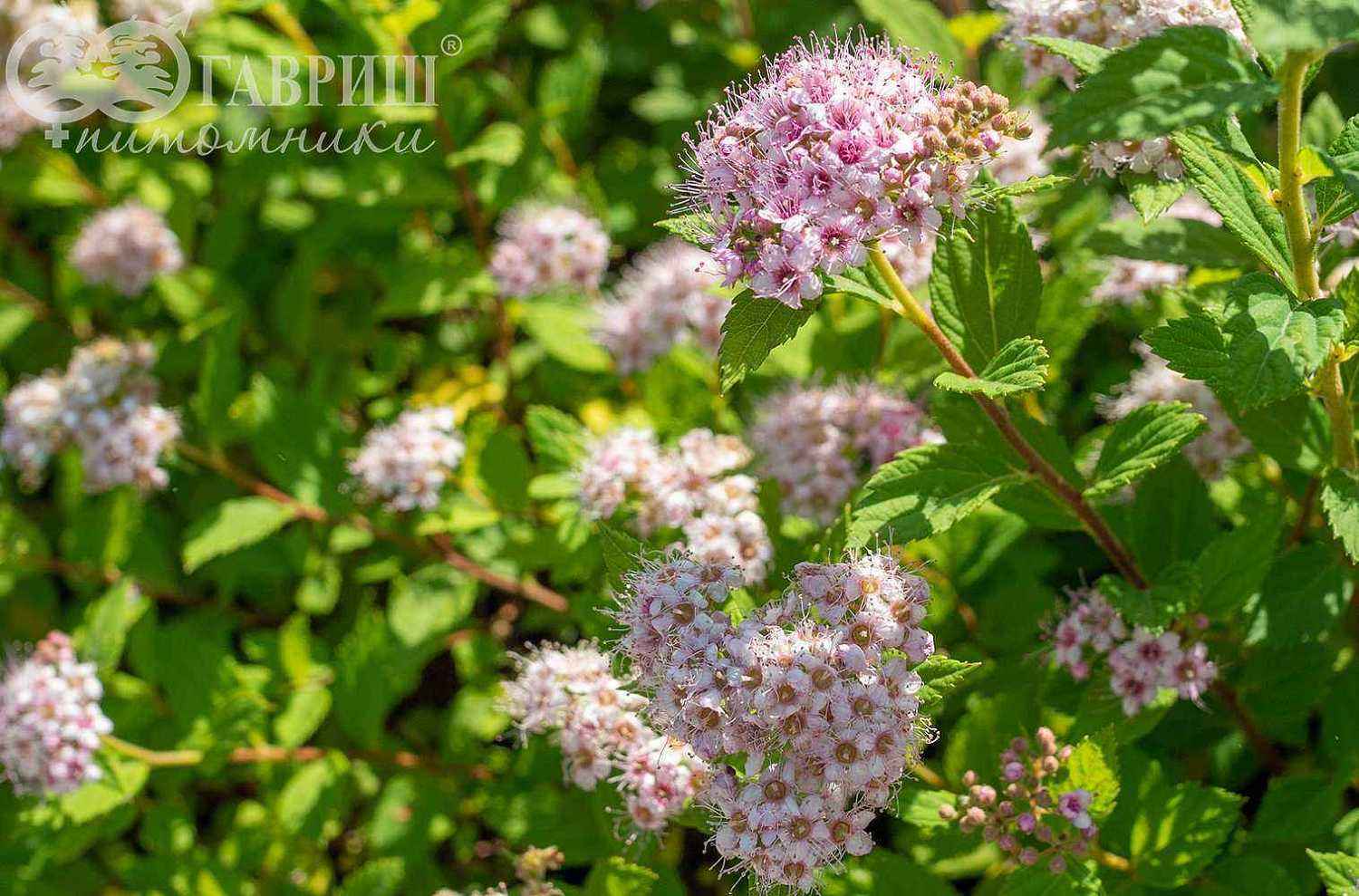 Спирея японская Little Princess
