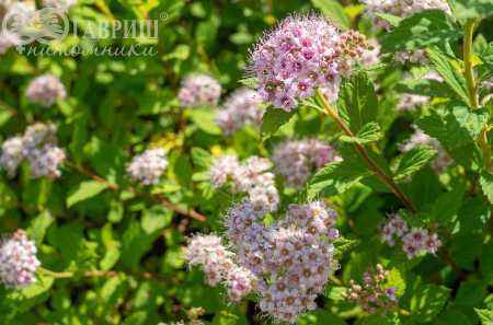 саженцы Спирея японская Little Princess