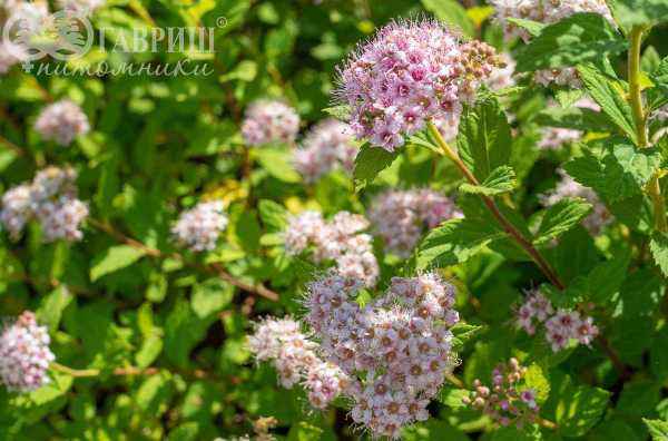 саженцы Спирея японская Little Princess