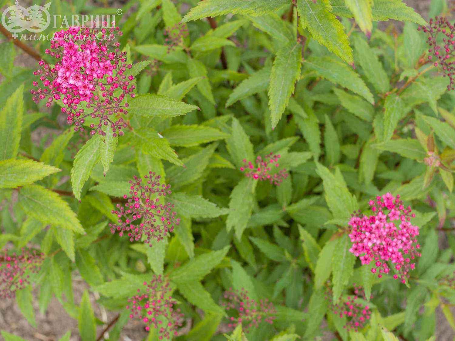 Спирея японская Neon Flash