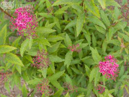 саженцы Спирея японская Neon Flash