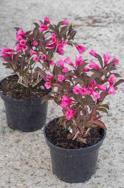 саженцы Вейгела цветущая Alexandra