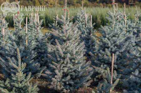 Купить ель колючая edith (edit) деревья и растения