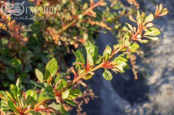 саженцы Барбарис Тунберга Natasza
