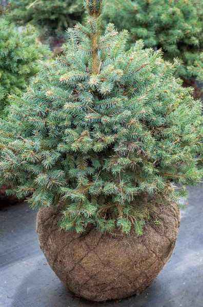 Купить ель колючая kaibab деревья и растения