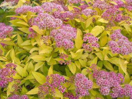 саженцы Спирея японская Goldmound