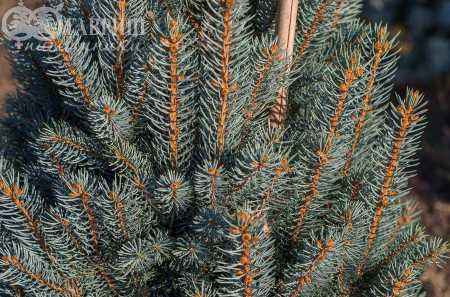 Купить ель колючая iseli fastigiata деревья и растения