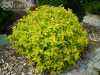 саженцы Спирея японская Goldmound