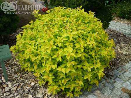 саженцы Спирея японская Goldmound