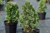 Купить туя западная miky деревья и растения
