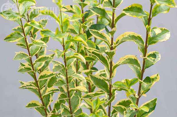саженцы Бирючина круглолистная Aurea