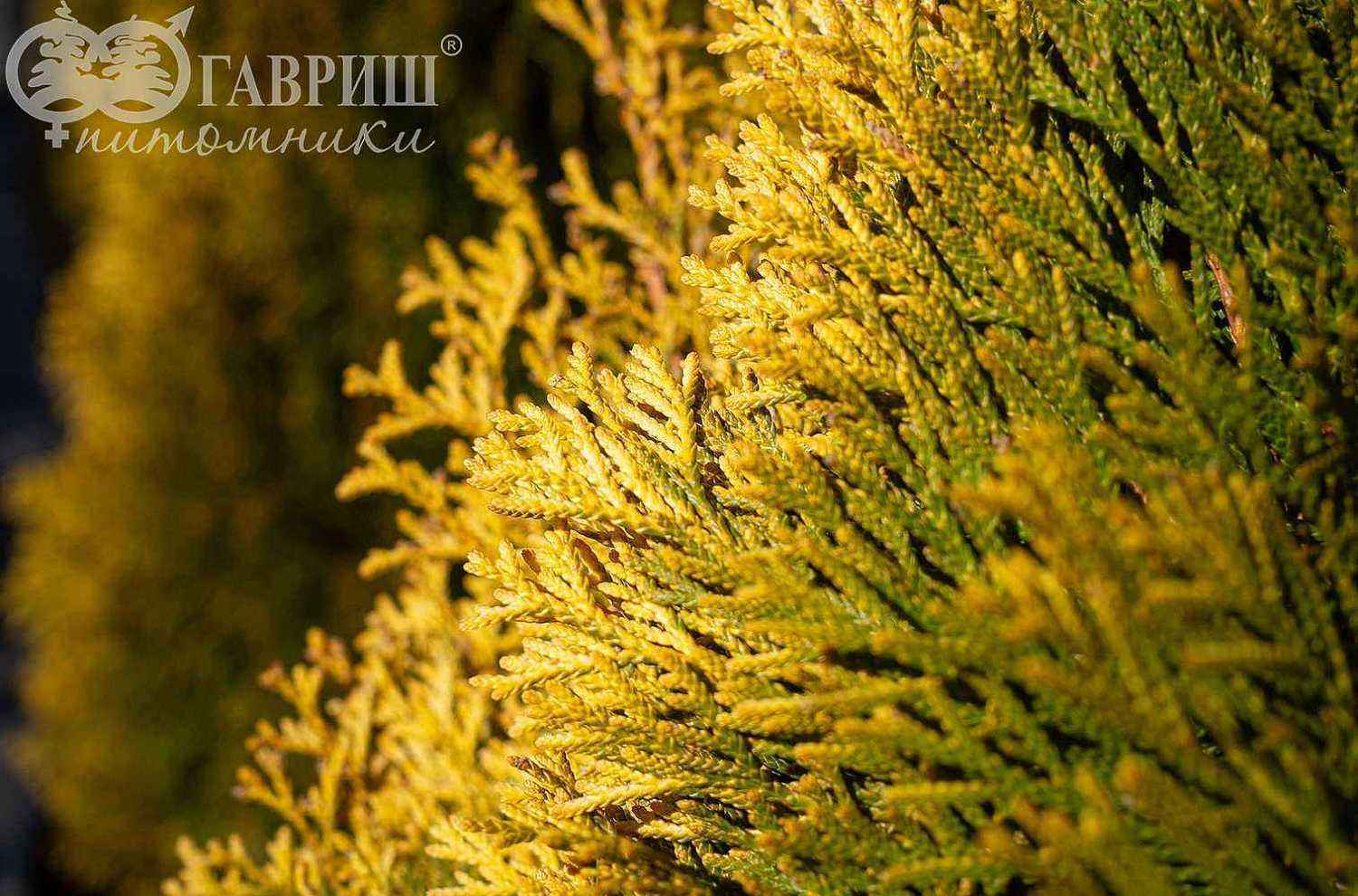 Туя западная Golden Smaragd