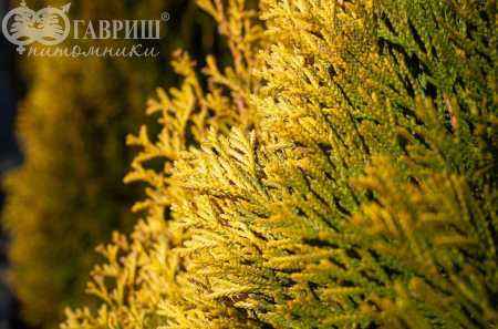 Купить туя западная golden smaragd деревья и растения