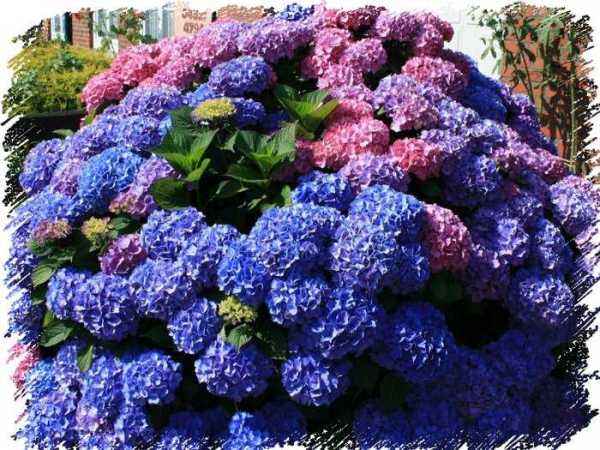 саженцы Гортензия крупнолистная Bouquet Rose
