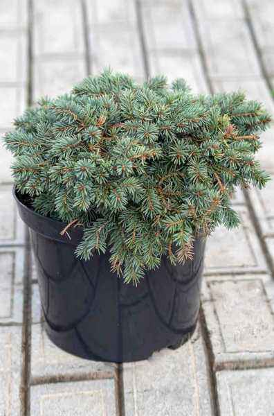 Купить ель колючая  waldbrunn деревья и растения