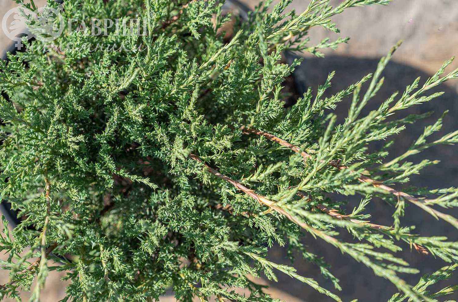 Можжевельник казацкий Hicksii