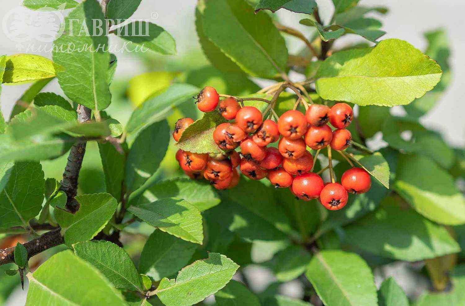 Пираканта Orange Glow