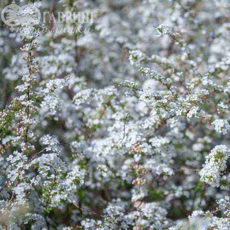саженцы Спирея серая Grefsheim