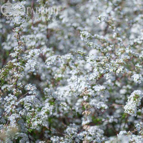 саженцы Спирея серая Grefsheim