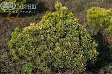 Купить сосна черная spielberg деревья и растения