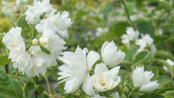 саженцы Чубушник Bialy Karzel