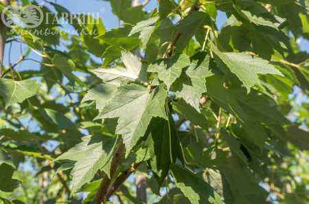 Саженцы клён остролистный