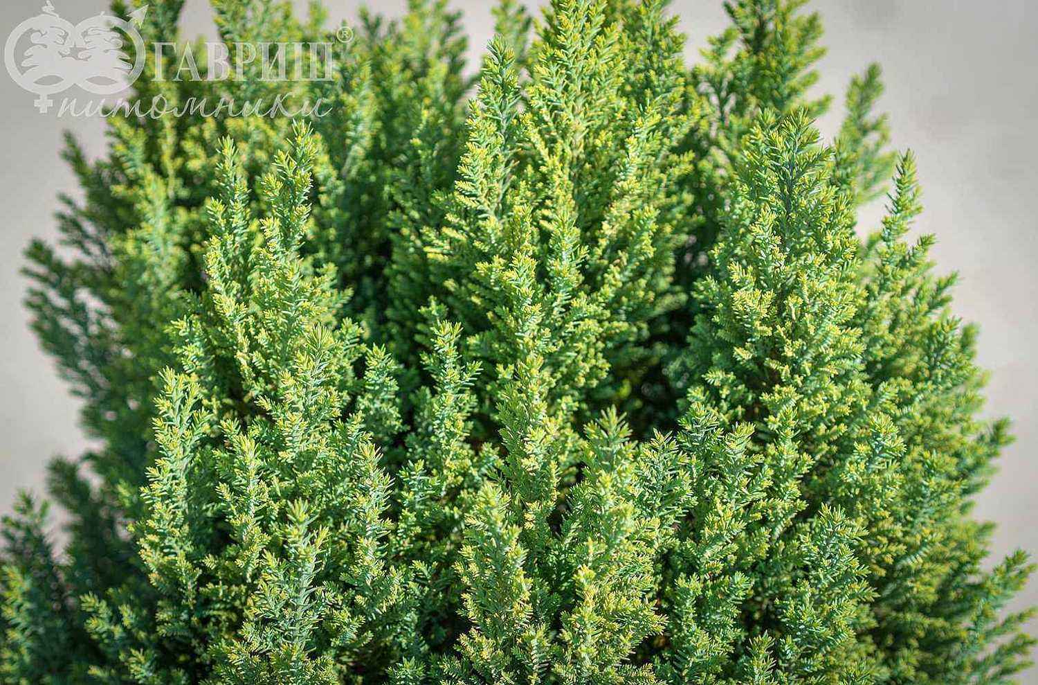 Кипарисовик Лавсона Stewartii