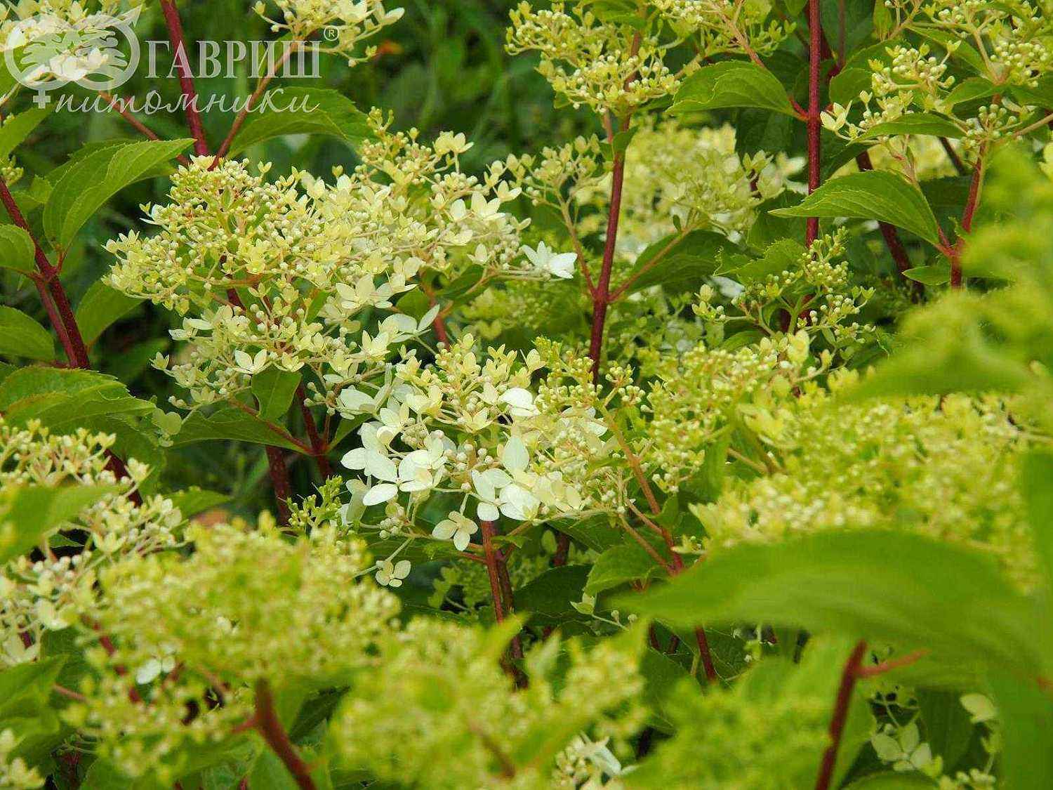 Гортензия метельчатая Phantom