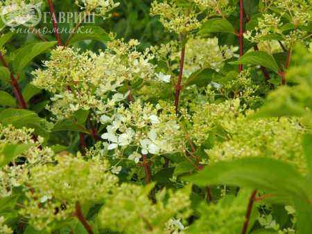 саженцы Гортензия метельчатая Phantom