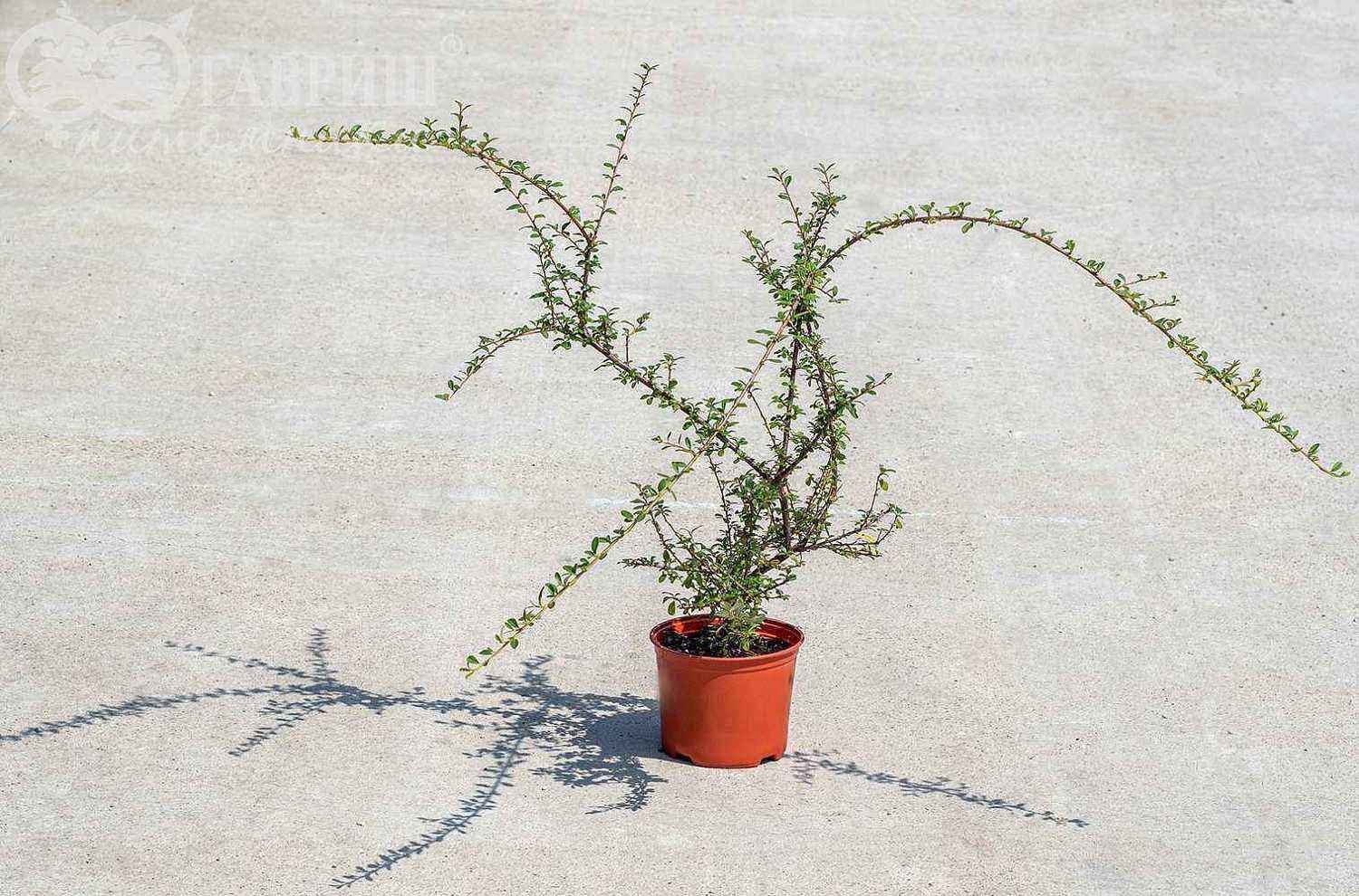 Кизильник гибридный Skogholm