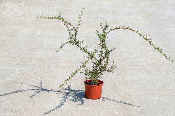 саженцы Кизильник гибридный Skogholm