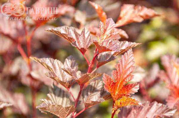 саженцы Пузыреплодник калинолистный Andre