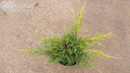 Купить можжевельник средний gold kissen деревья и растения