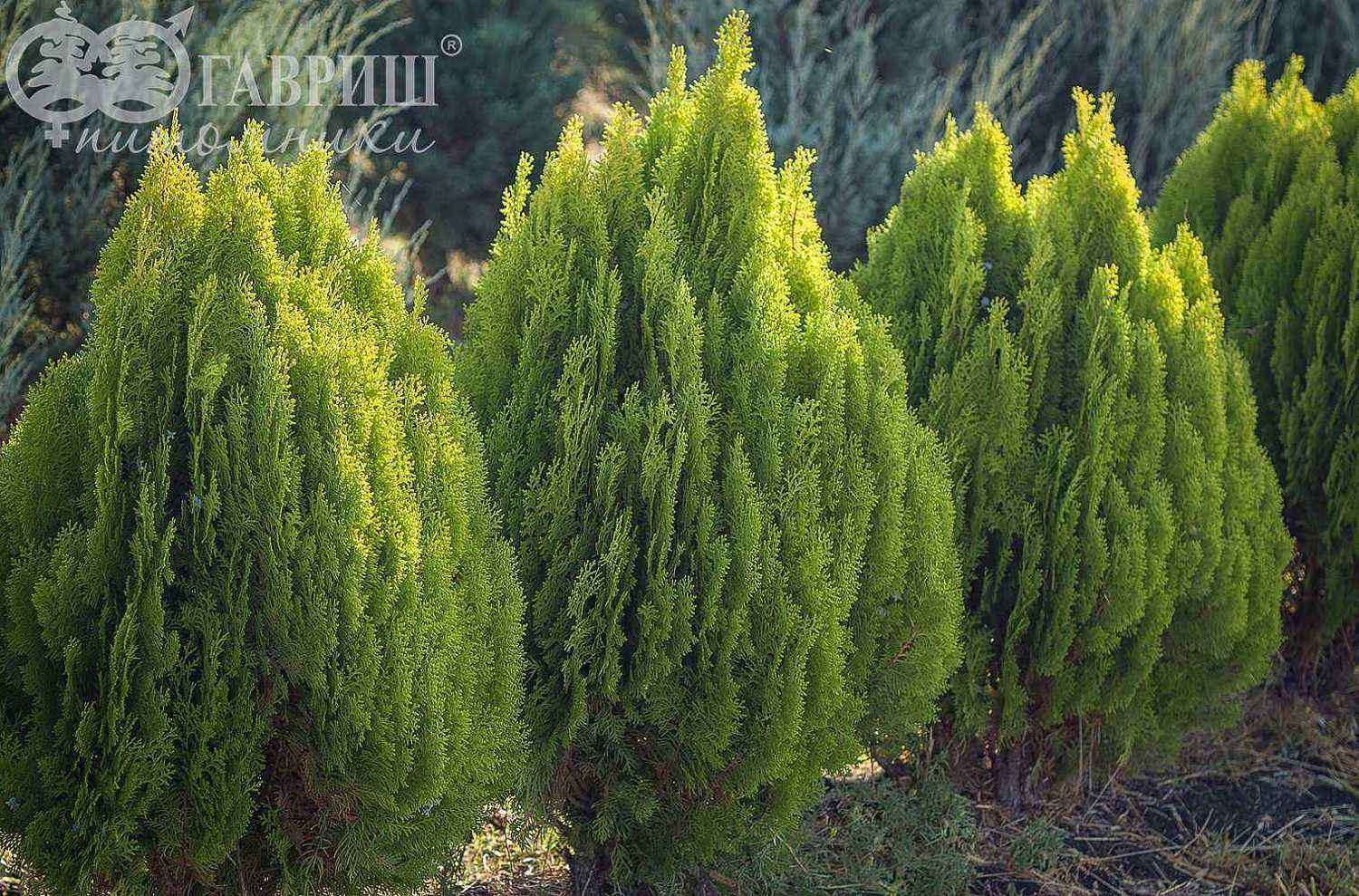 Туя восточная Aurea Nana