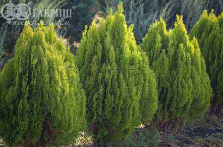 Купить туя восточная aurea nana деревья и растения