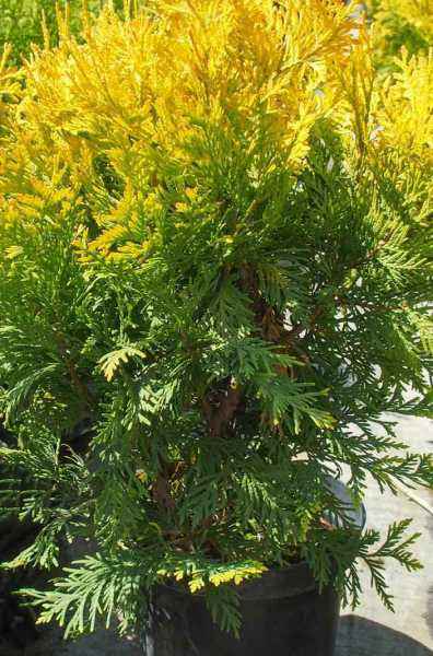 Купить туя западная europe gold деревья и растения