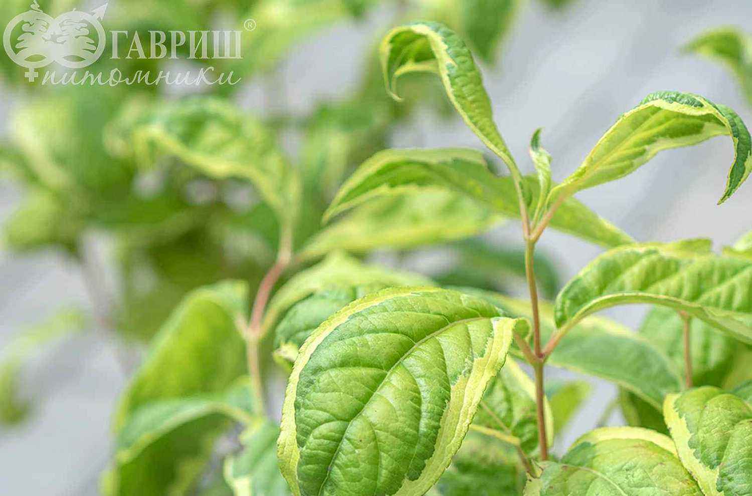 Вейгела цветущая Caricature