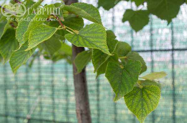 Саженцы липа мелколистная (сердцевидная)