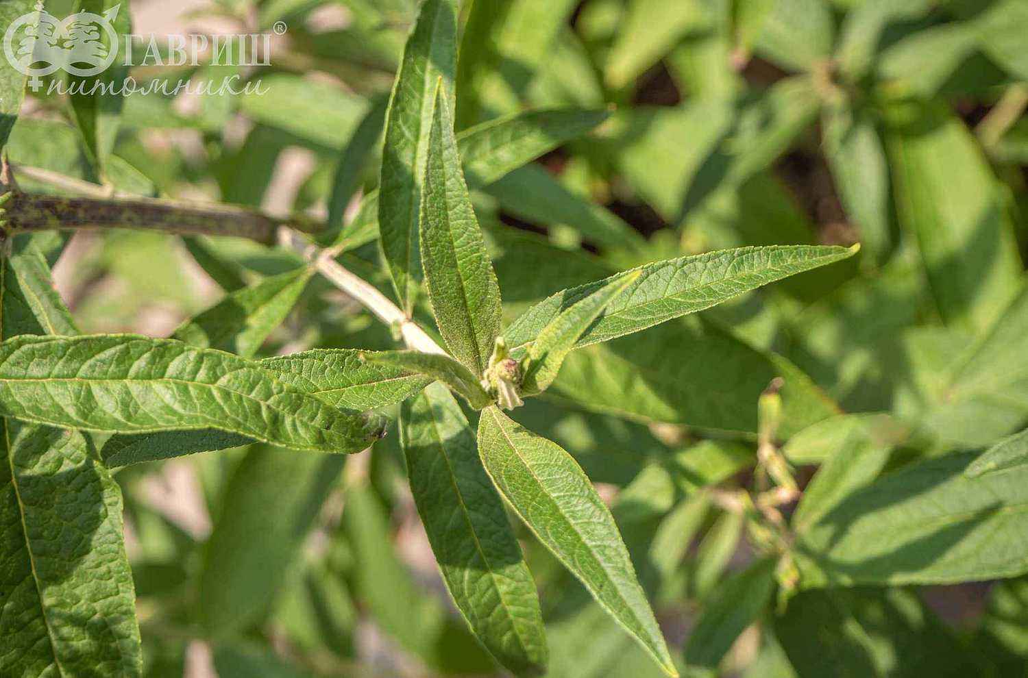 Буддлея Давида Black Knight