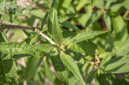 саженцы Буддлея Давида Black Knight