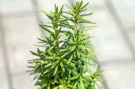 Купить тис ягодный david деревья и растения