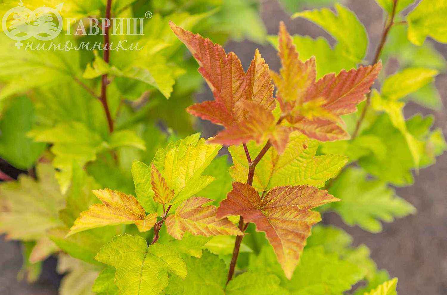 Пузыреплодник калинолистный Nugget