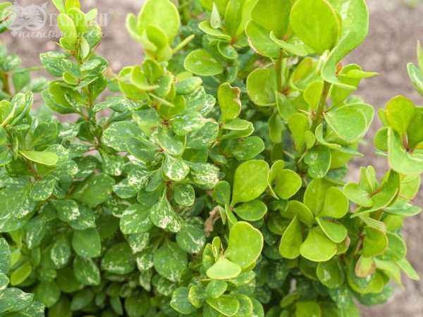 саженцы Барбарис Тунберга Powwow