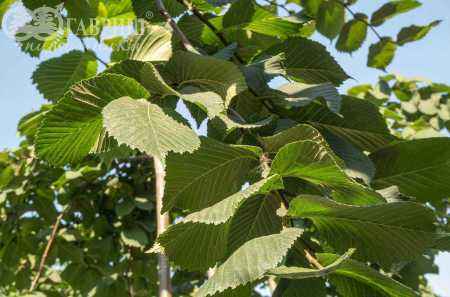 Саженцы вяз camperdownii