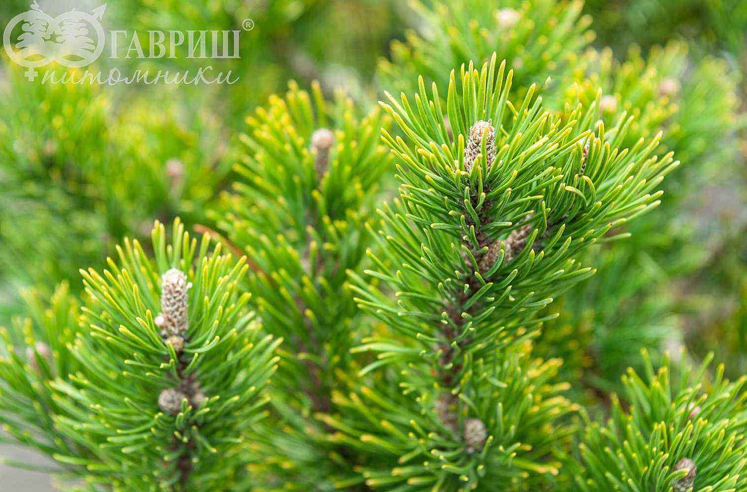 Сосна горная Pumilio